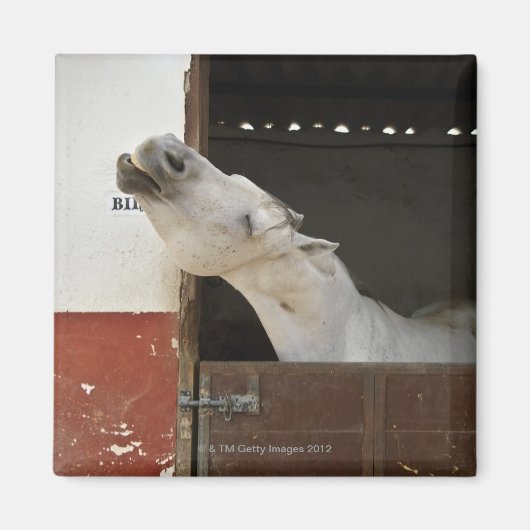 馬小屋に灰色の馬 マグネット (正面)