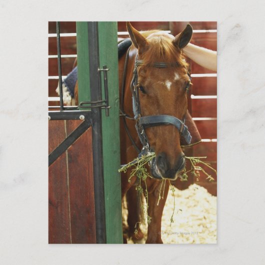 馬小屋に立つ馬 ポストカード (正面)