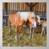 馬小屋の中の馬 ポスター (正面)