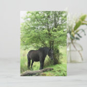 馬招待状 (スタンド正面)