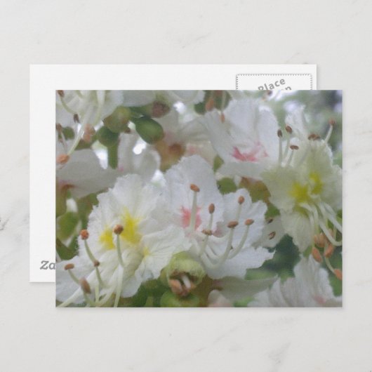 馬栗の花はがき ポストカード (正面/裏面)