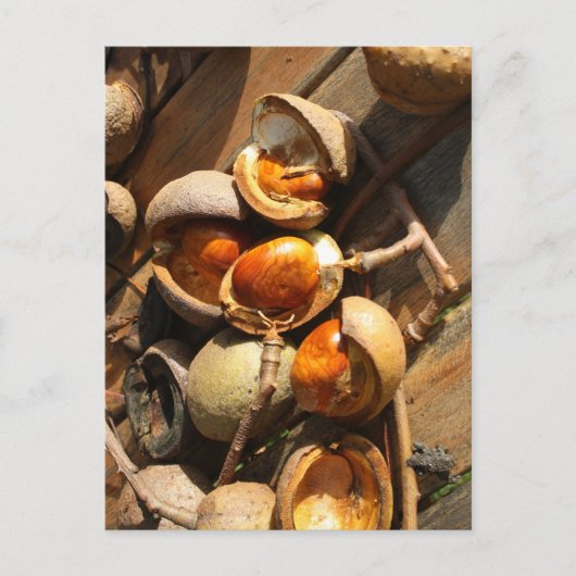 馬栗ポストカード ポストカード