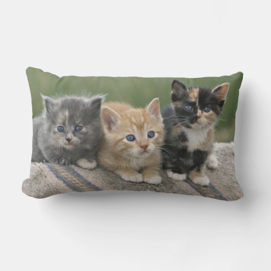 馬毛布の納屋の子猫 ランバークッション (正面)