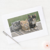 馬毛布の納屋の子猫 長方形シール (封筒)