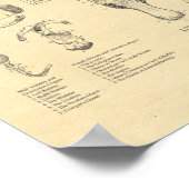 馬獣医解剖学ポスウマ科のター ポスター (角)