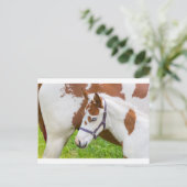 馬生まれたばかりの付きホールホワイトブラウン.JPG ポストカード (スタンド正面)