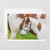 馬生まれたばかりの付きホールホワイトブラウン.JPG ポストカード (正面/裏面)