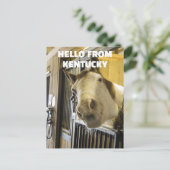 馬用ケンタッキーおもしろい葉書 ポストカード (スタンド正面)
