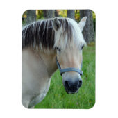 馬用可撓磁石 マグネット (縦)