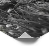 馬白黒写真ポモダンスター ポスター (角)