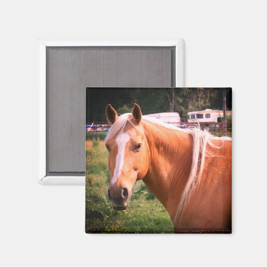 馬磁石 マグネット (正面/裏面)