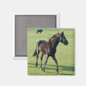 馬磁石 マグネット (正面/裏面)