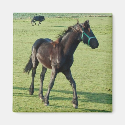 馬磁石 マグネット (正面)