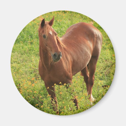 馬磁石 マグネット (正面)