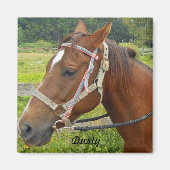 馬磁石 マグネット (正面)