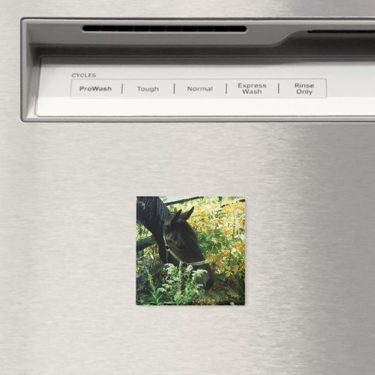 馬磁石 マグネット (インサイチュ (食洗機))