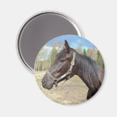 馬磁石 マグネット (正面/裏面)