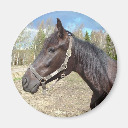 馬磁石 マグネット (正面)