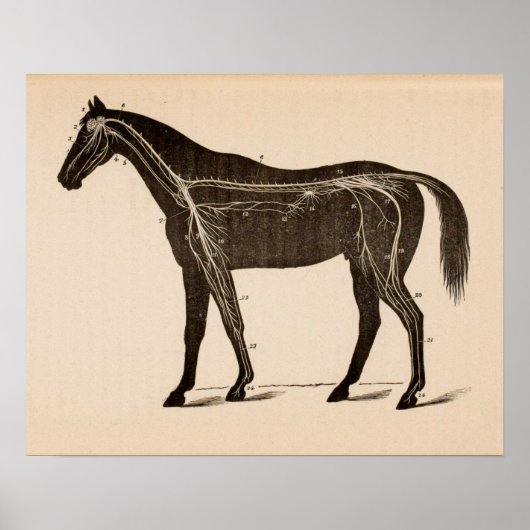 馬神経系解剖学ヴィンテージプリント ポスター (正面)