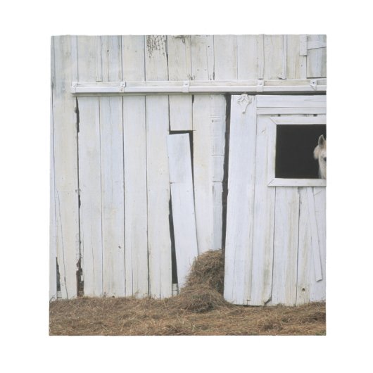 馬突き出し頭の窓 ノートパッド (正面)