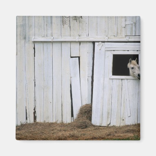 馬突き出し頭の窓 マグネット (正面)