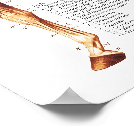 馬筋解剖図 ポスター (角)