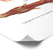 馬筋解剖学的獣医図 ポスター (角)