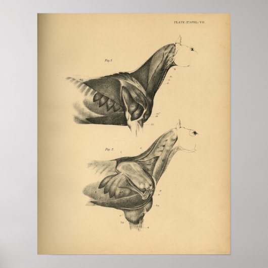 馬筋解剖学1908ヴィンテージプリント ポスター (正面)