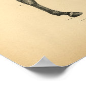 馬筋解剖学1908ヴィンテージプリント ポスター (角)