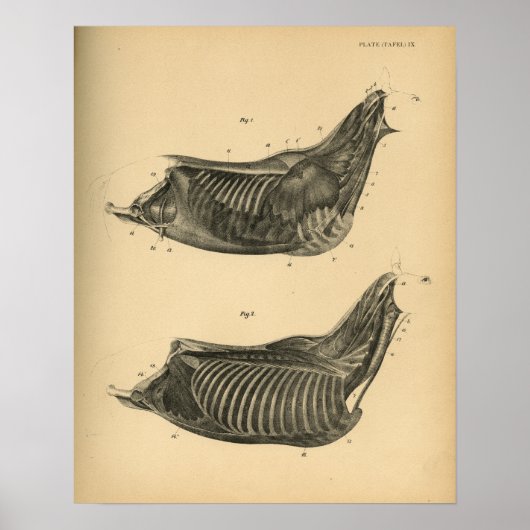 馬筋解剖学1908ヴィンテージプリント ポスター (正面)