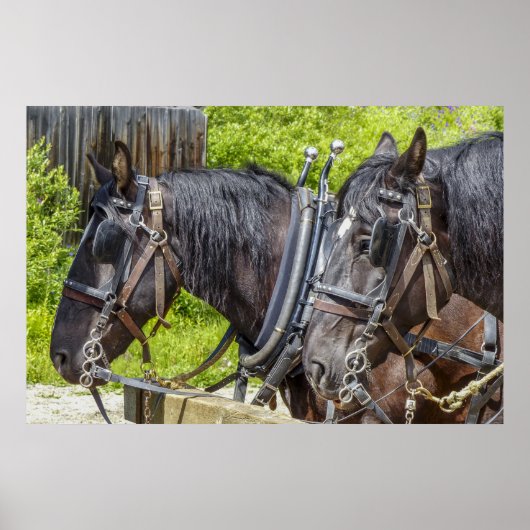 馬素晴らしの馬具 ポスター (正面)