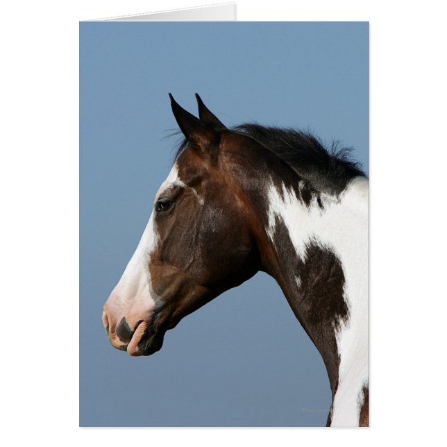 馬絵を描のヘッドショット1 (正面)