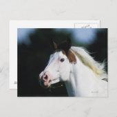 馬絵を描のヘッドショット3 ポストカード (正面/裏面)