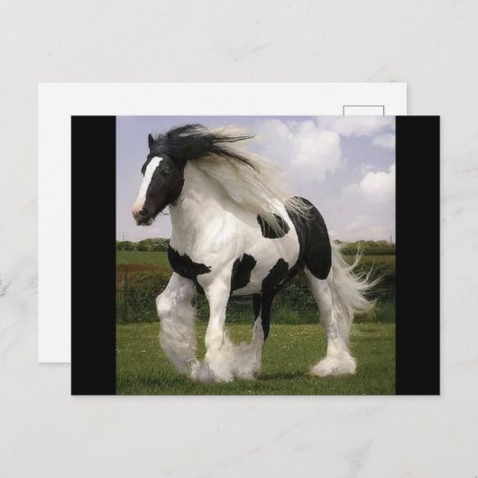馬絵を描葉書 ポストカード (正面/裏面)