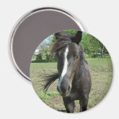 馬絵を描 マグネット (正面/裏面)