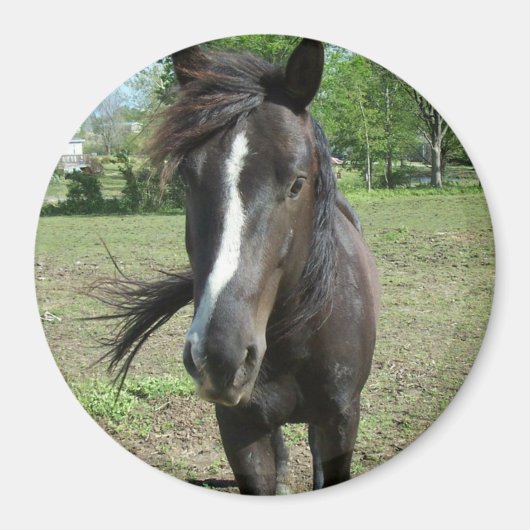馬絵を描 マグネット (正面)