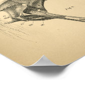 馬脚の筋肉の解剖学1908ヴィンテージプリント ポスター (角)