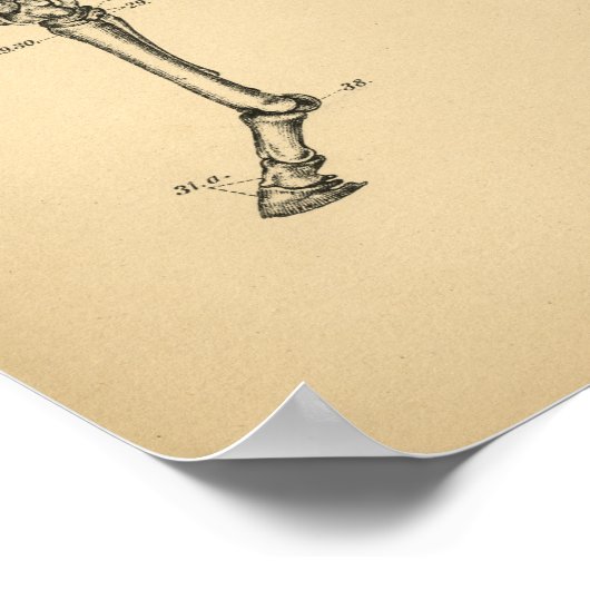 馬脚の筋肉解剖学1908ヴィンテージプリント ポスター (角)