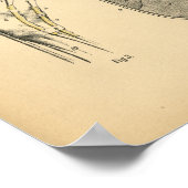 馬脚テンドン解剖学1908ヴィンテージプリント ポスター (角)