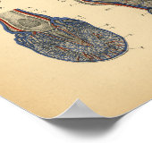 馬脚足解剖学1908ヴィンテージプリント ポスター (角)