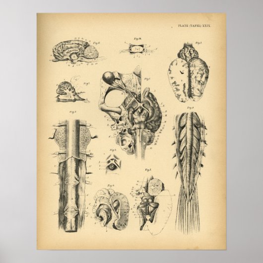 馬脳神経解剖学1908ヴィンテージプリント ポスター (正面)