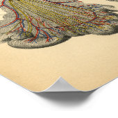 馬腹解剖学1908ヴィンテージプリント ポスター (角)