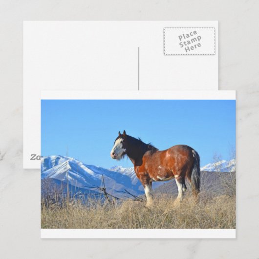 馬草と山 ポストカード (正面/裏面)