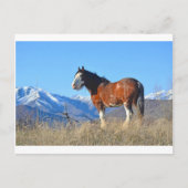 馬草と山 ポストカード (正面)
