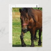 馬荷車を引くはがき ポストカード (正面/裏面)