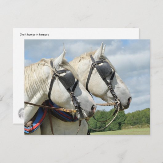 馬荷車を引くポートレート ポストカード (正面/裏面)