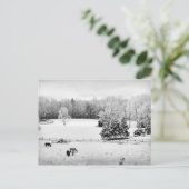 馬落ちた牧場の新雪 ポストカード (スタンド正面)