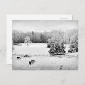 馬落ちた牧場の新雪 ポストカード (正面/裏面)