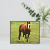 馬葉書 ポストカード (スタンド正面)