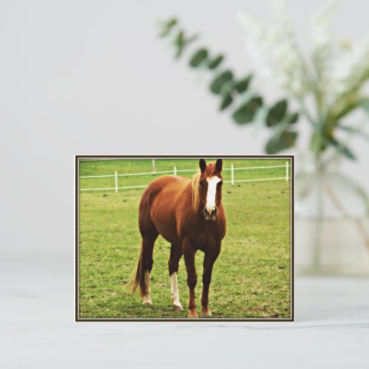 馬葉書 ポストカード (スタンド正面)